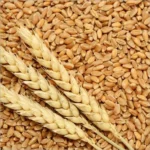 india-milling-wheat-500x500